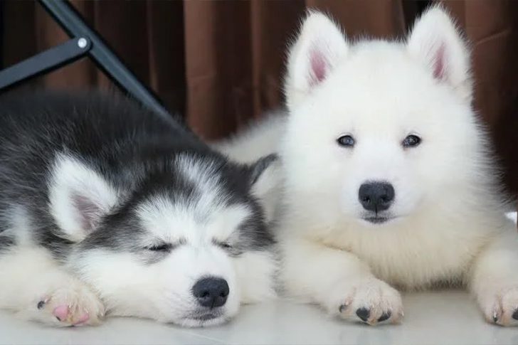 Une famille achète un nouveau chiot Lors de sa première visite