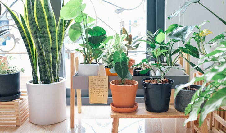 best indoor plants 