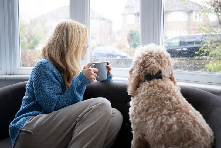 How to Play with a Dog Indoors - Create a Relaxing Space for Window Watching